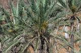 IMG_5254 Palme da Dattero, Wadi Dirhur, Socotra